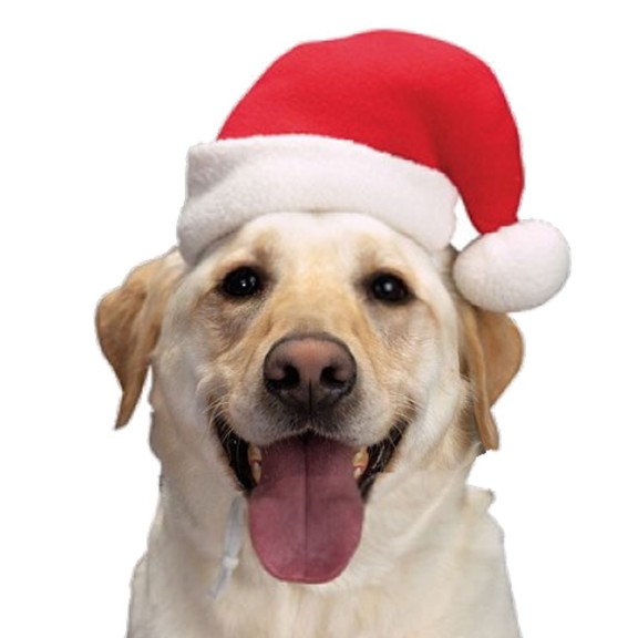 Disegno di Cane di Natale da colorare