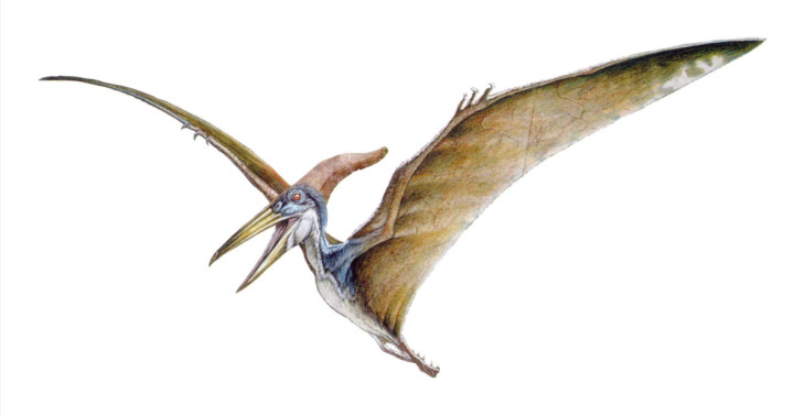 Disegno di Dinosauro pteranodonte da colorare