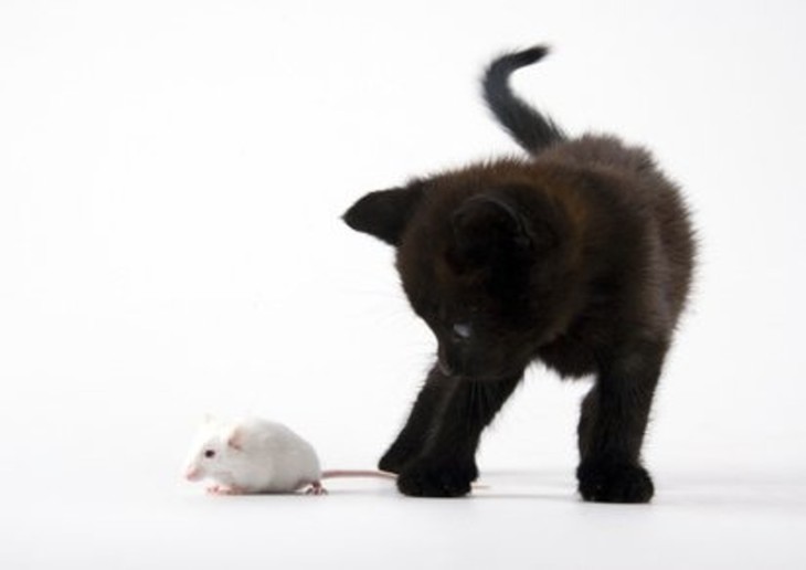 Chat contre souris