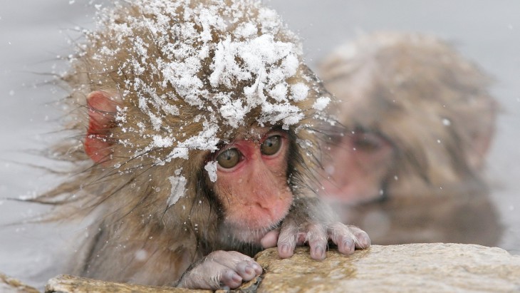 Disegno di Scimmia e fiocco di neve da colorare