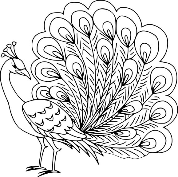 Blue Peacock coloring page