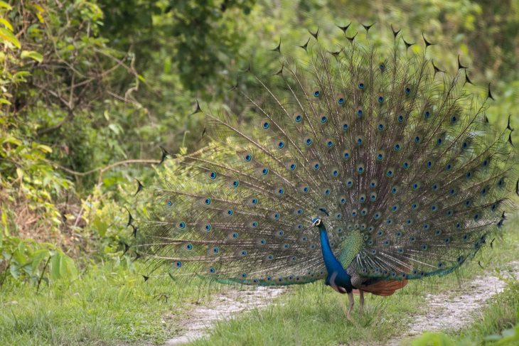 Blue Peacock