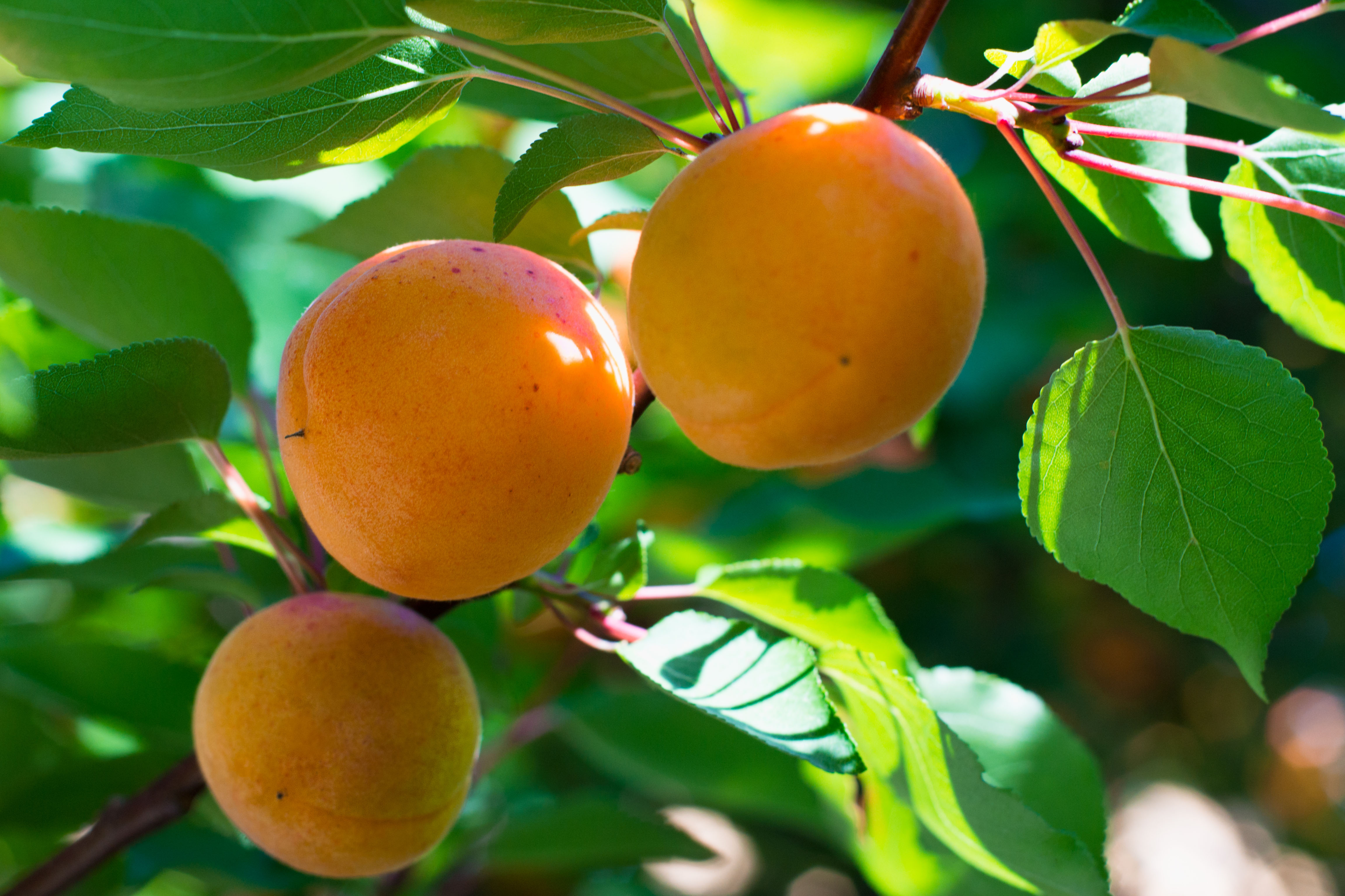 Apricot Tree And Apricots