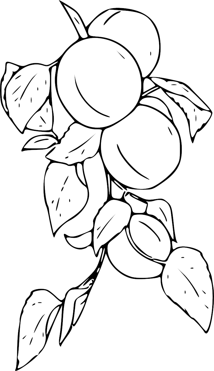 Apricot Tree And Apricots coloring page